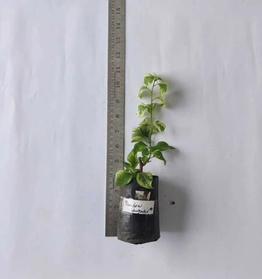 Bougainvillea Rainbow Varigated