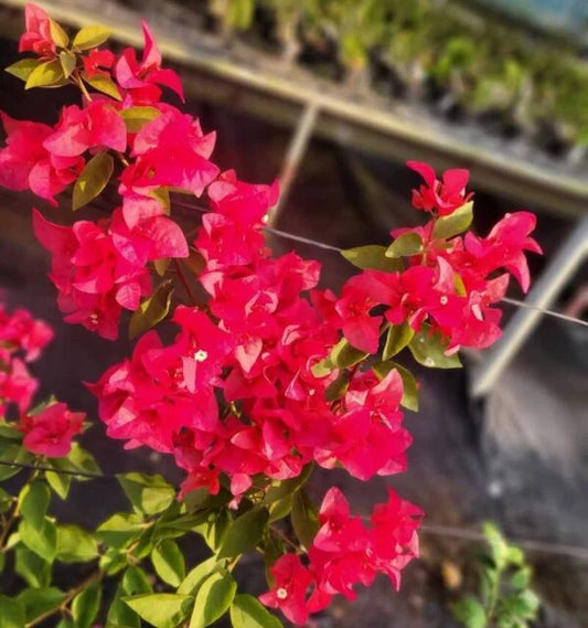Bougainvillea Red Pegascus