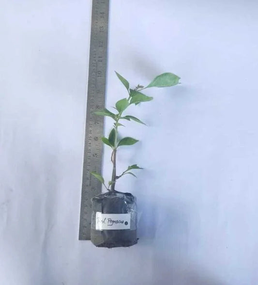 Bougainvillea Red Pegascus