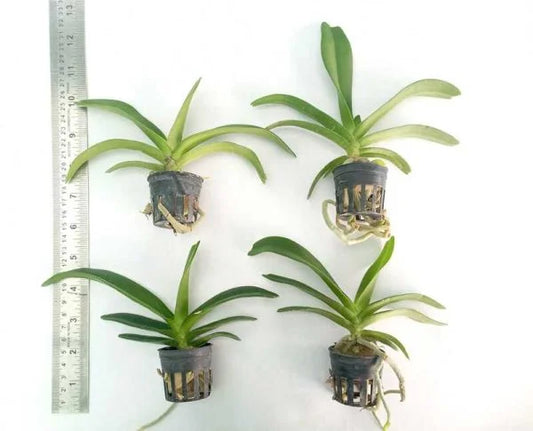 Rhynchostylis Gigantea (Spot Kra) Kra Seedling