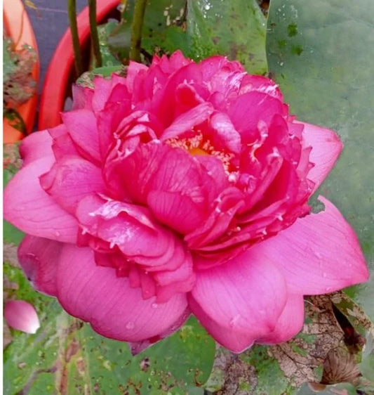 Supriya Red Lotus Tuber