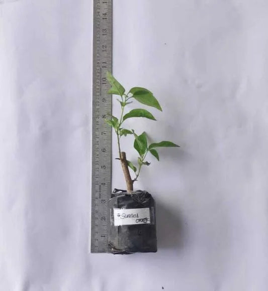 Bougainvillea  Orange