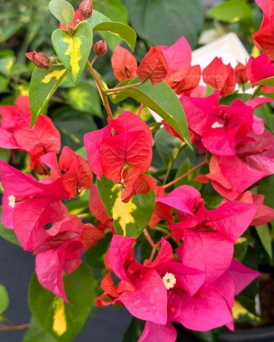 Bougainvillea Thima Red
