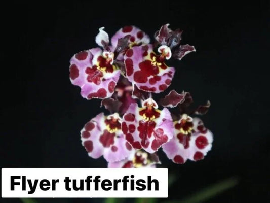 Tolumnia Flyer Tufferfish