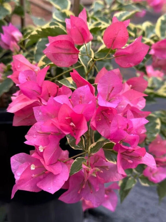 Bougainvillea Varigated Deep Pink