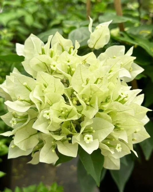 Bougainvillea Veera White Blooming Size