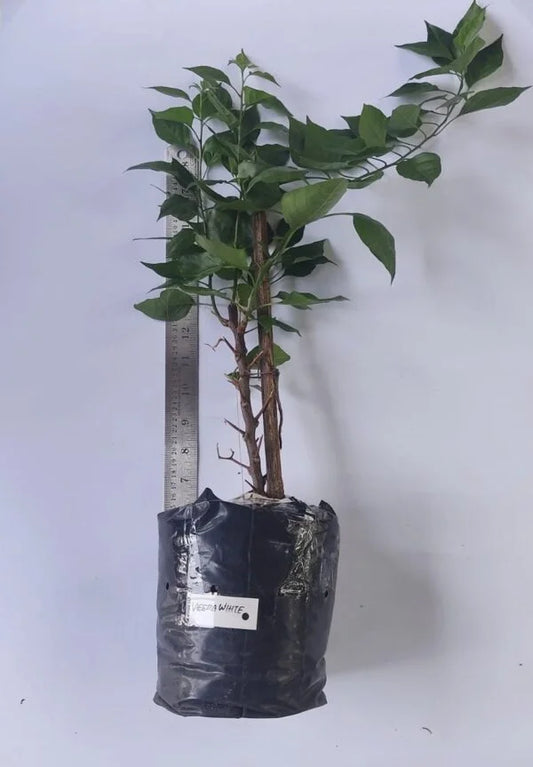 Bougainvillea Veera White Blooming Size