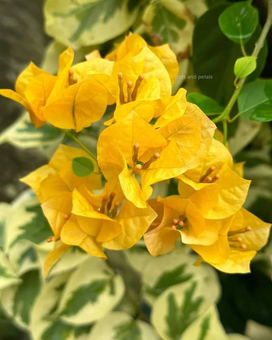 Bougainvillea Yellow Wonder